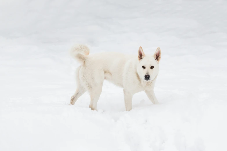 a dog walking in a snow covered landscape