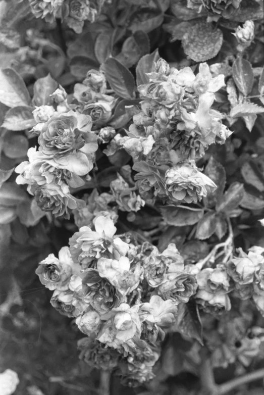 black and white image of many different types of flowers