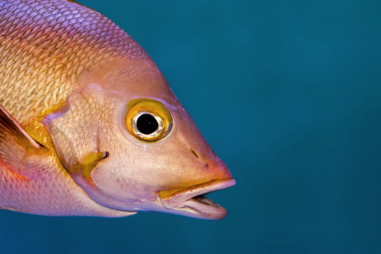 a close up s of a fish with yellow eyes