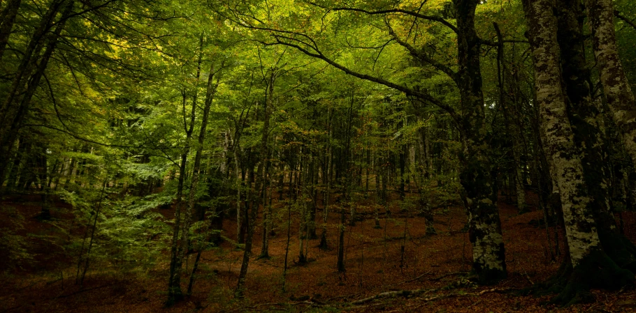 an area with lots of trees and brown leaves