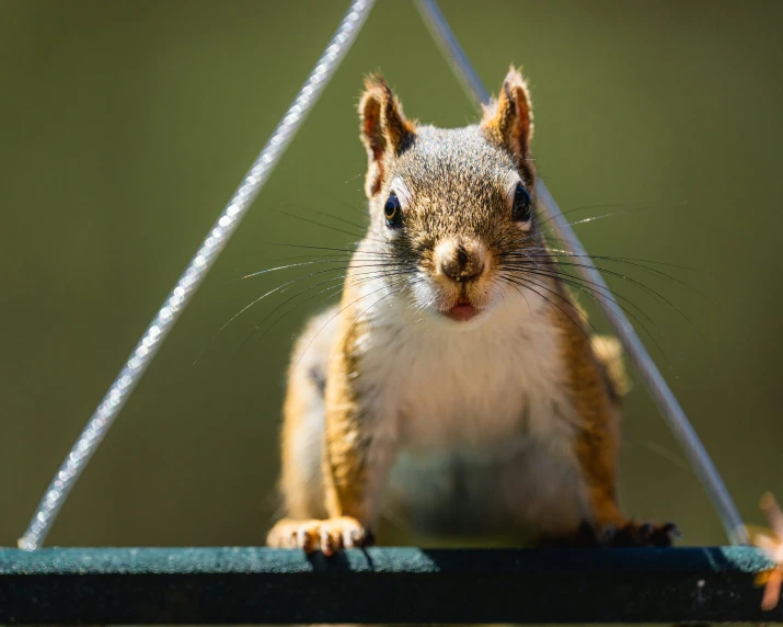 an animal with large eyes and long ears on a wire