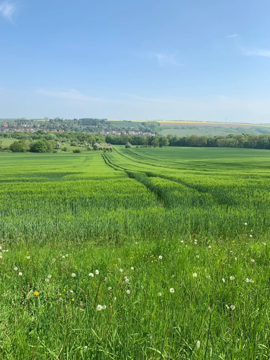 a lush green field with tall grass on top