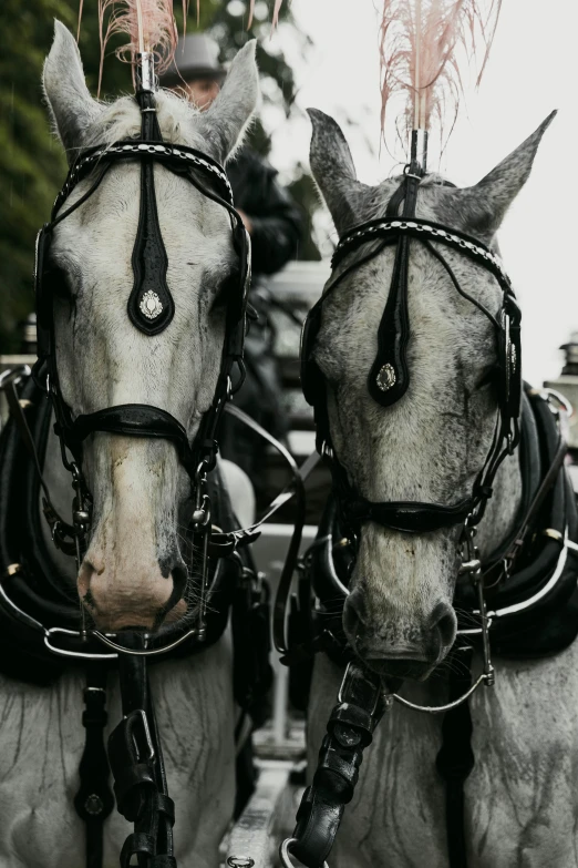 the horses are dressed with fancy bridles and fur