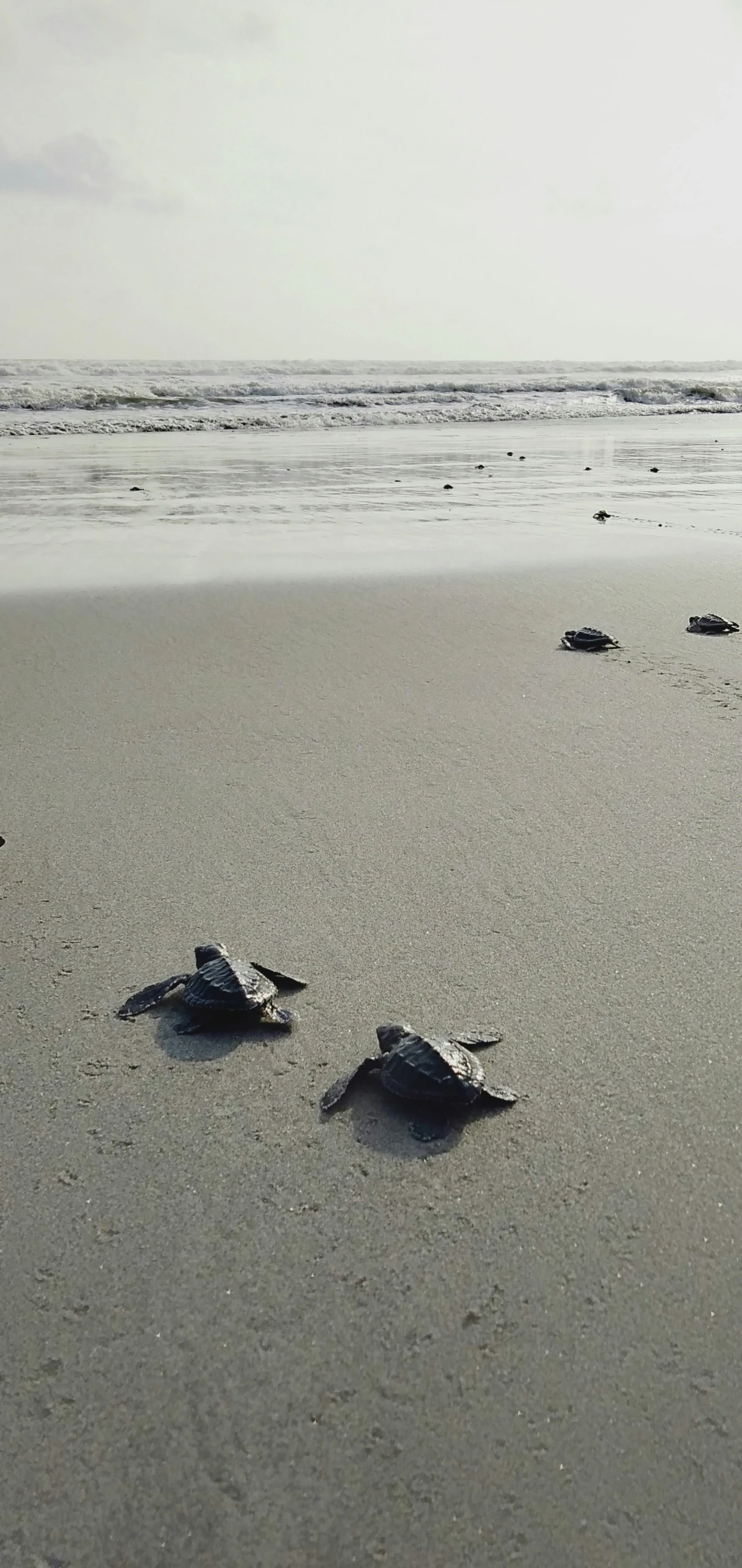 three sea turtles on a beach with waves breaking in the background