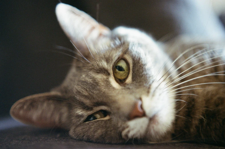 a close up view of a cat laying on its side