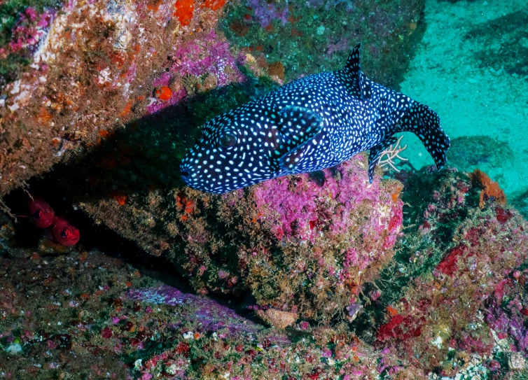 an aquarium looking underwater po showing blue and black pufferfish
