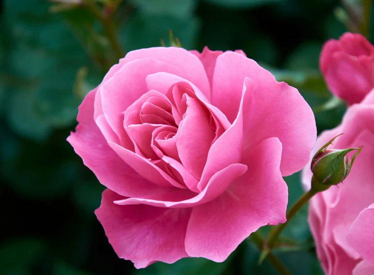 pink flowers that are outside together and some green leaves