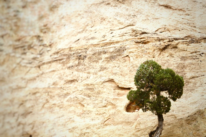 a tree grows from the roots of some rocks