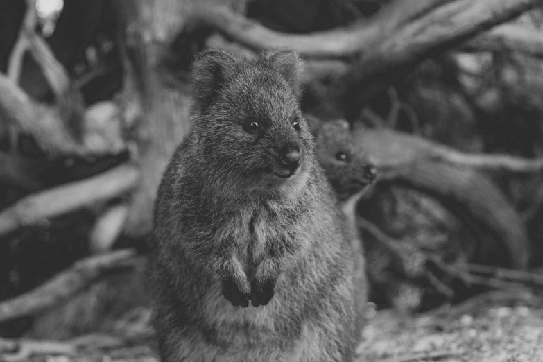 an image of a furry animal on the ground