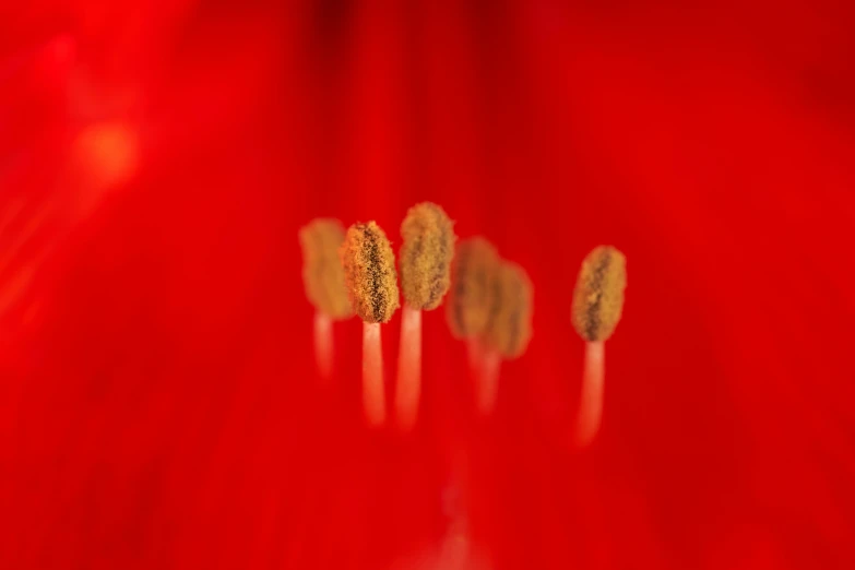 a red flower that has yellow stamens