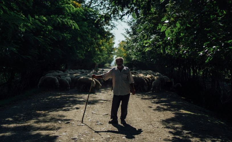 a man is standing in front of a herd of sheep