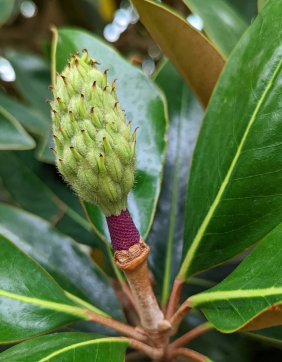 a buds on a tree with green leaves