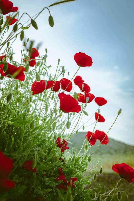 a po with lots of red flowers and some tall grass