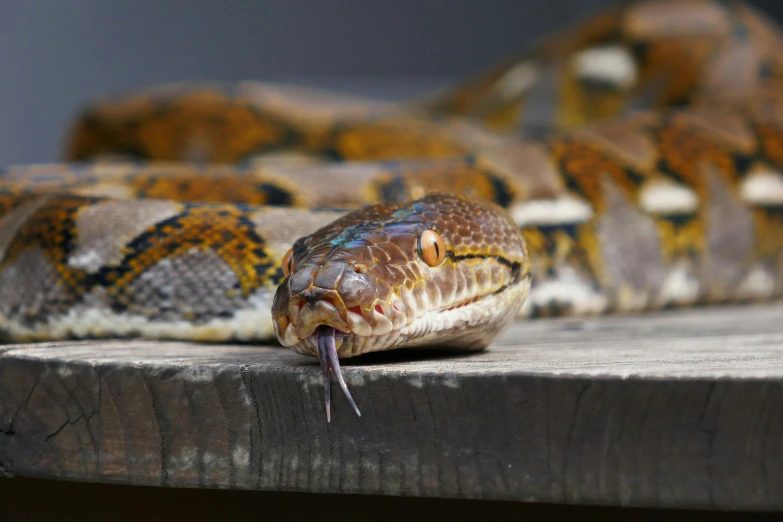 a snake sitting on a table with his mouth open