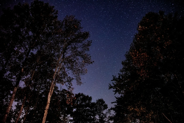 the stars shine brightly over the trees in the forest