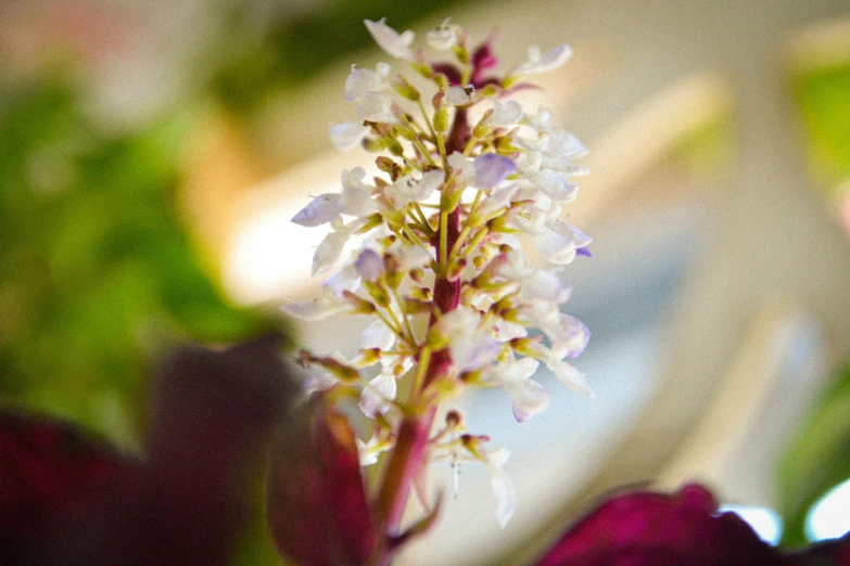 there is a little white flower that has grown from the stems