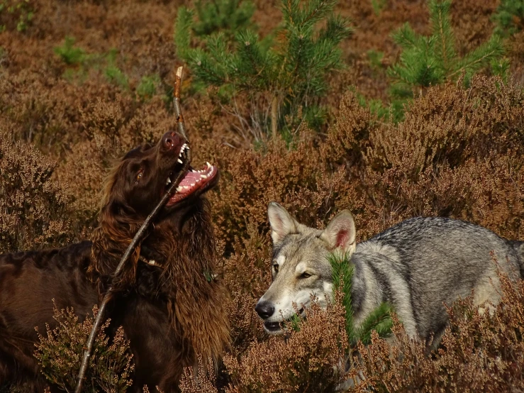 two gray wolfs in the tall grass one has it's mouth open as the other is growling