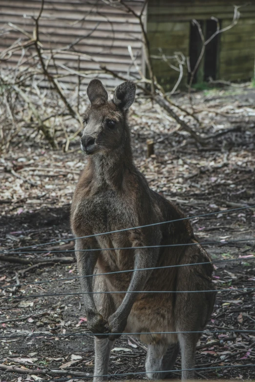 a kangaroo stands up in the dirt by the fence