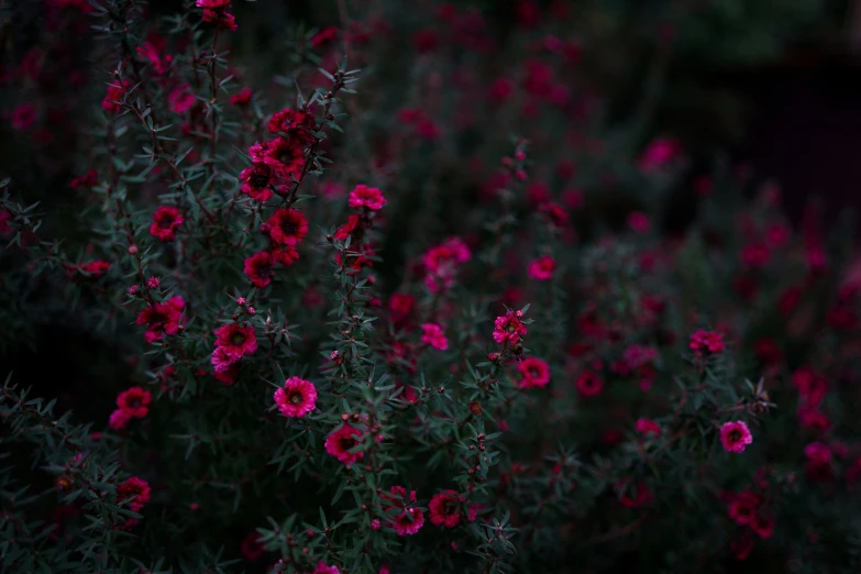 a cluster of flowers with dark pink petals in the middle