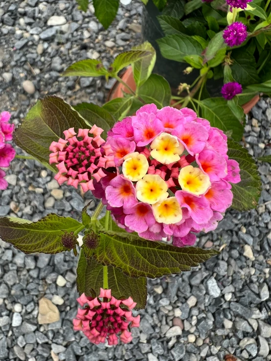 three pink and yellow flowers in front of other flowers