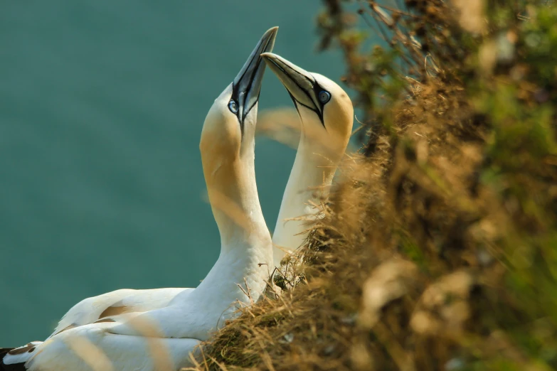 a pair of birds sitting on a nch next to a body of water