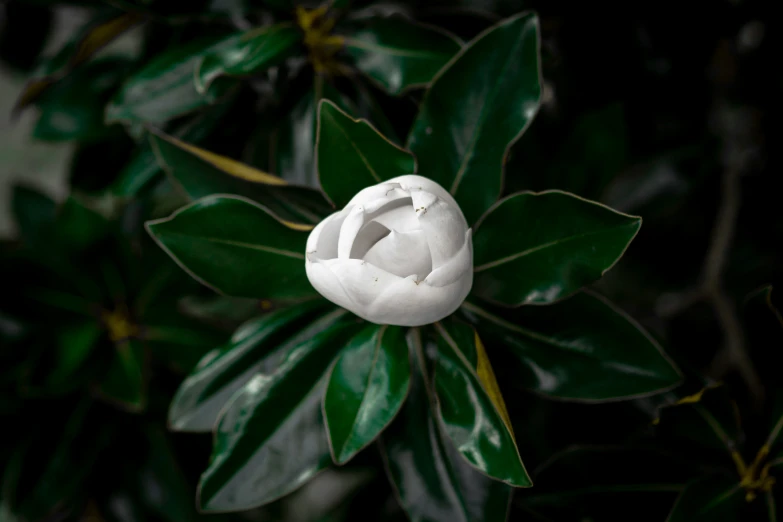 a beautiful white flower sits in the midst of greenery