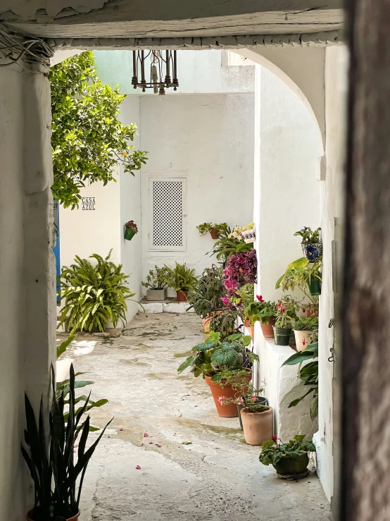 a walkway with pots of houseplants and various plants