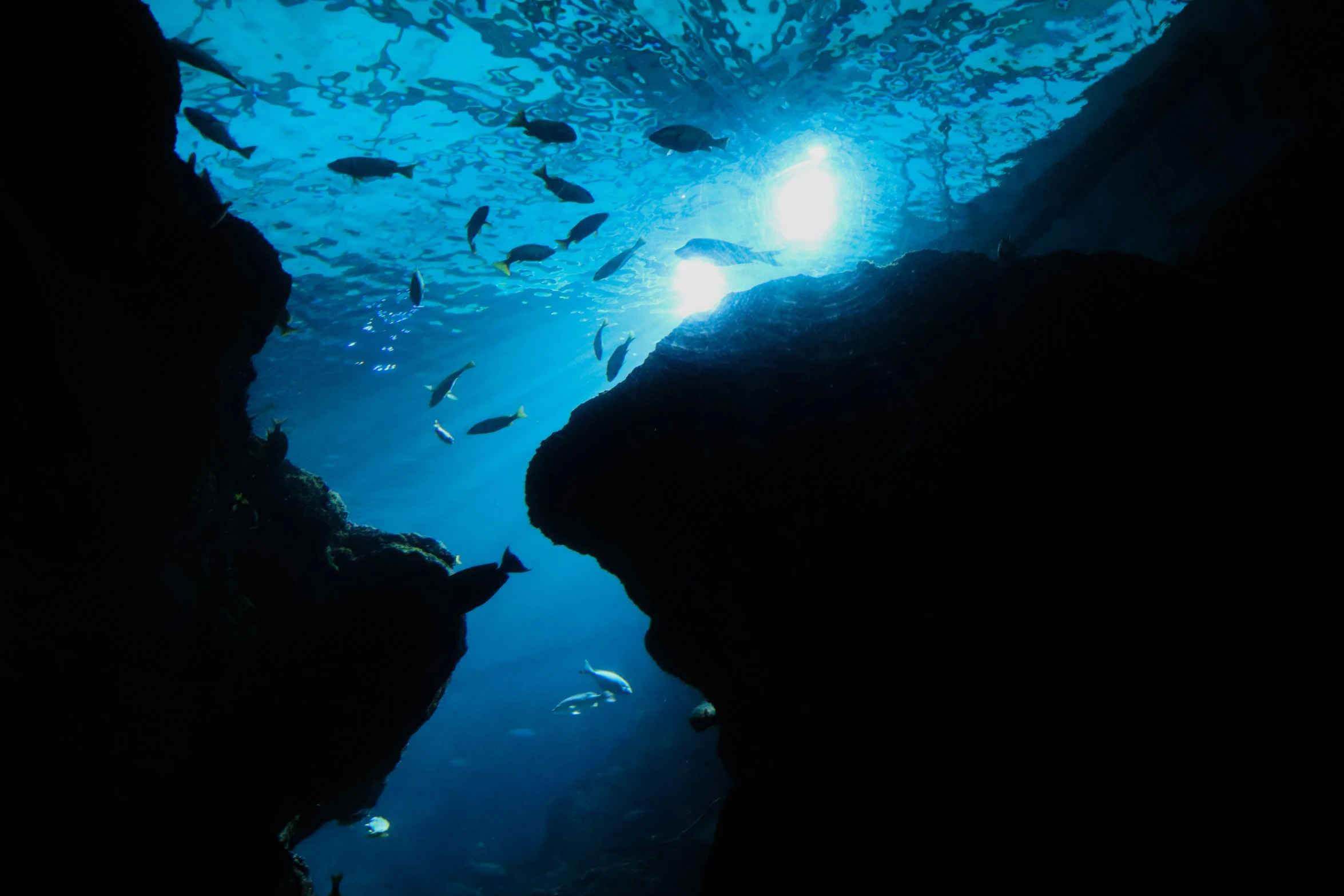 a body of water filled with fish under a tunnel