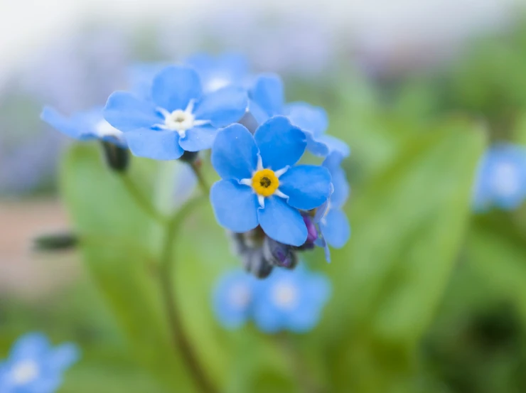 a group of blue flowers in the grass