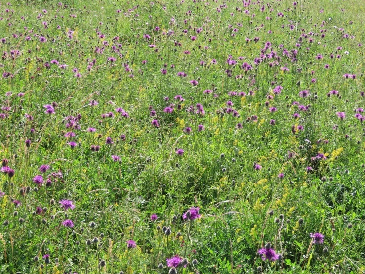 some purple flowers and grass in the middle of a field