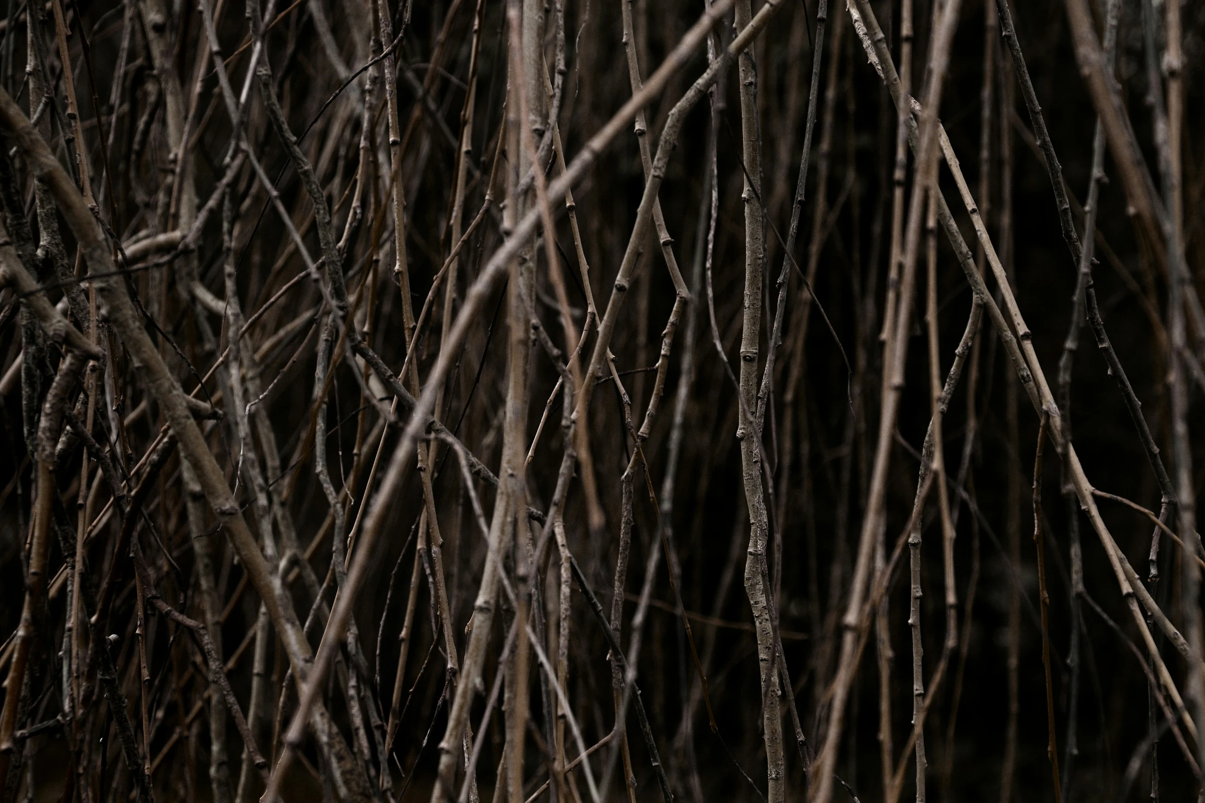 wet plants and twigs with rain droplets on them