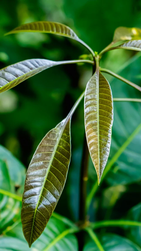 the leaf of a plant, showing some thin leaves