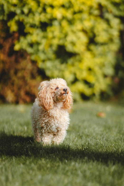 a small dog standing in the middle of some grass