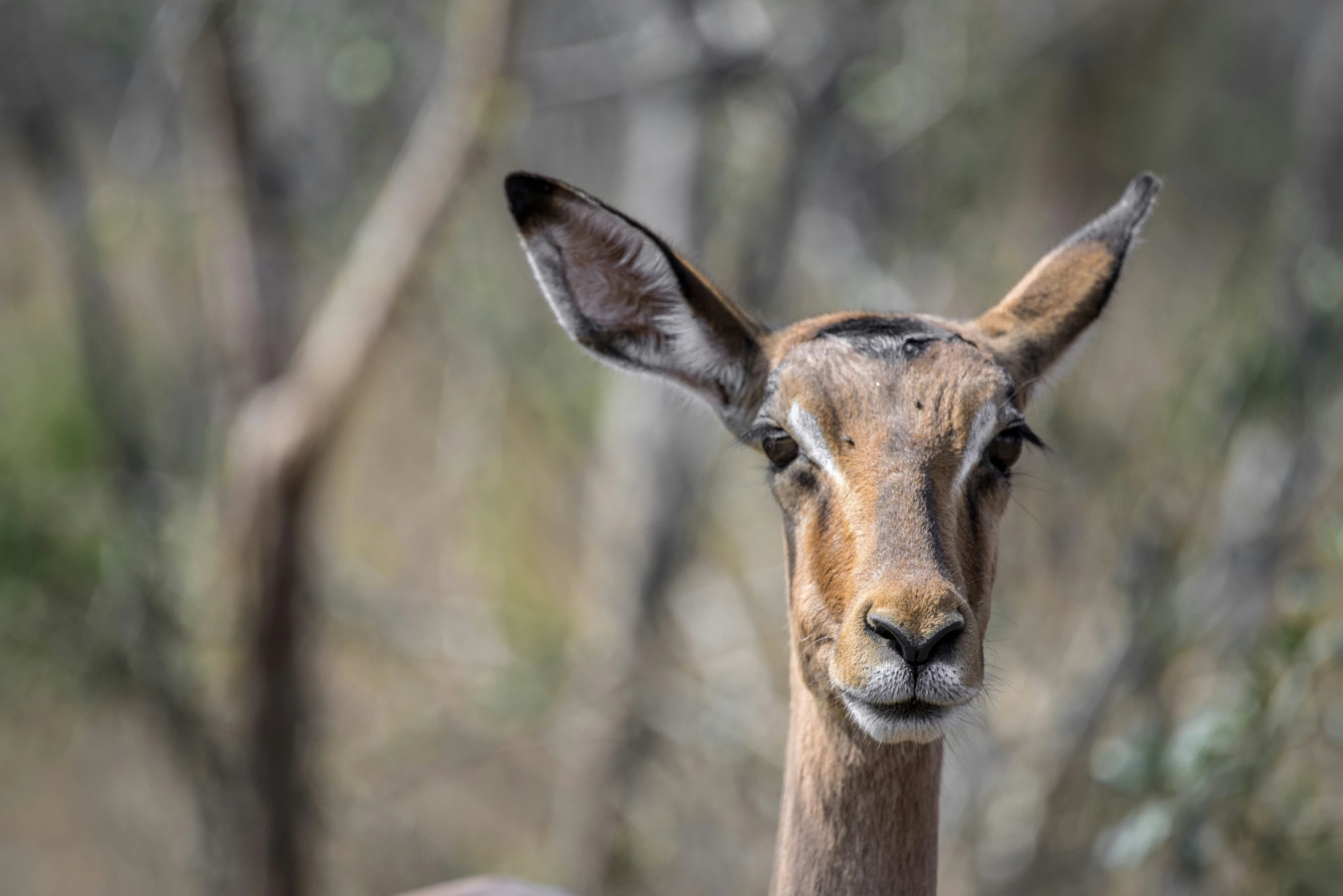 a close - up of an animal in the wild