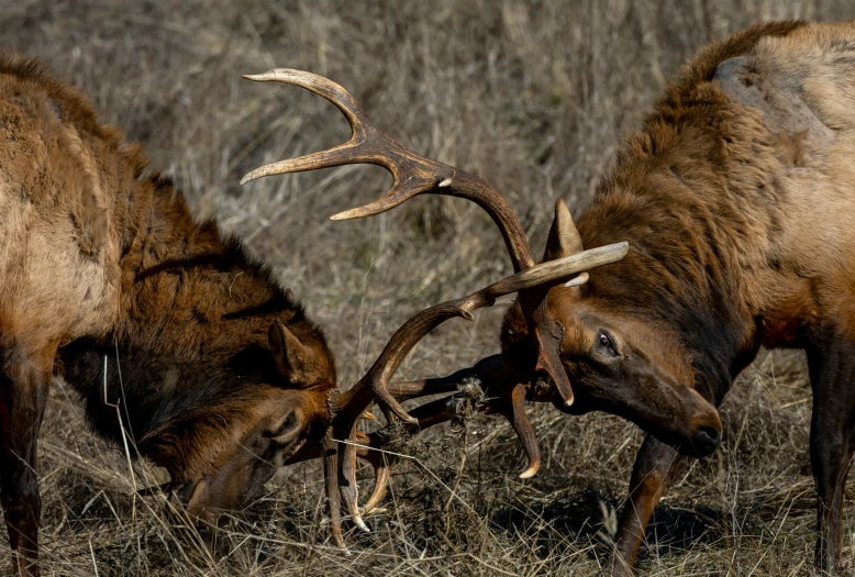 two elk are looking at the ground with large horns