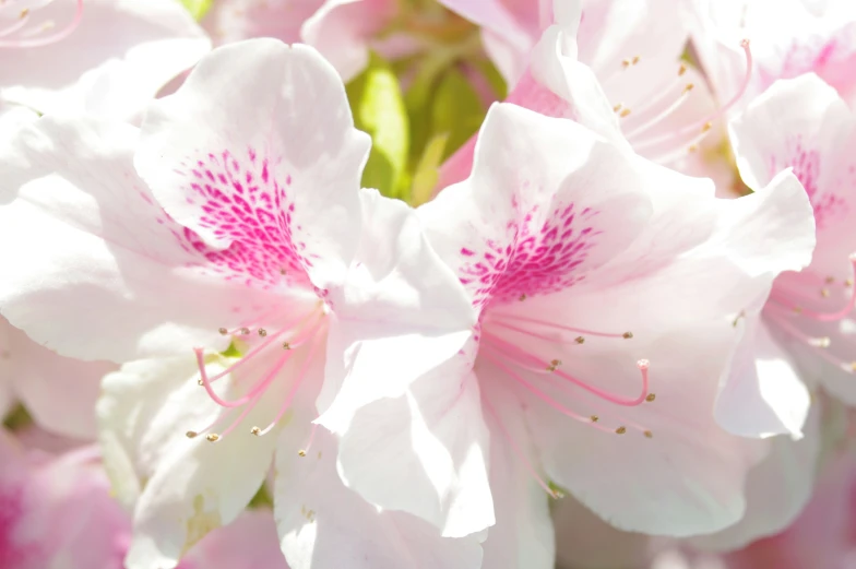 some white and pink flowers with one light shining on the middle