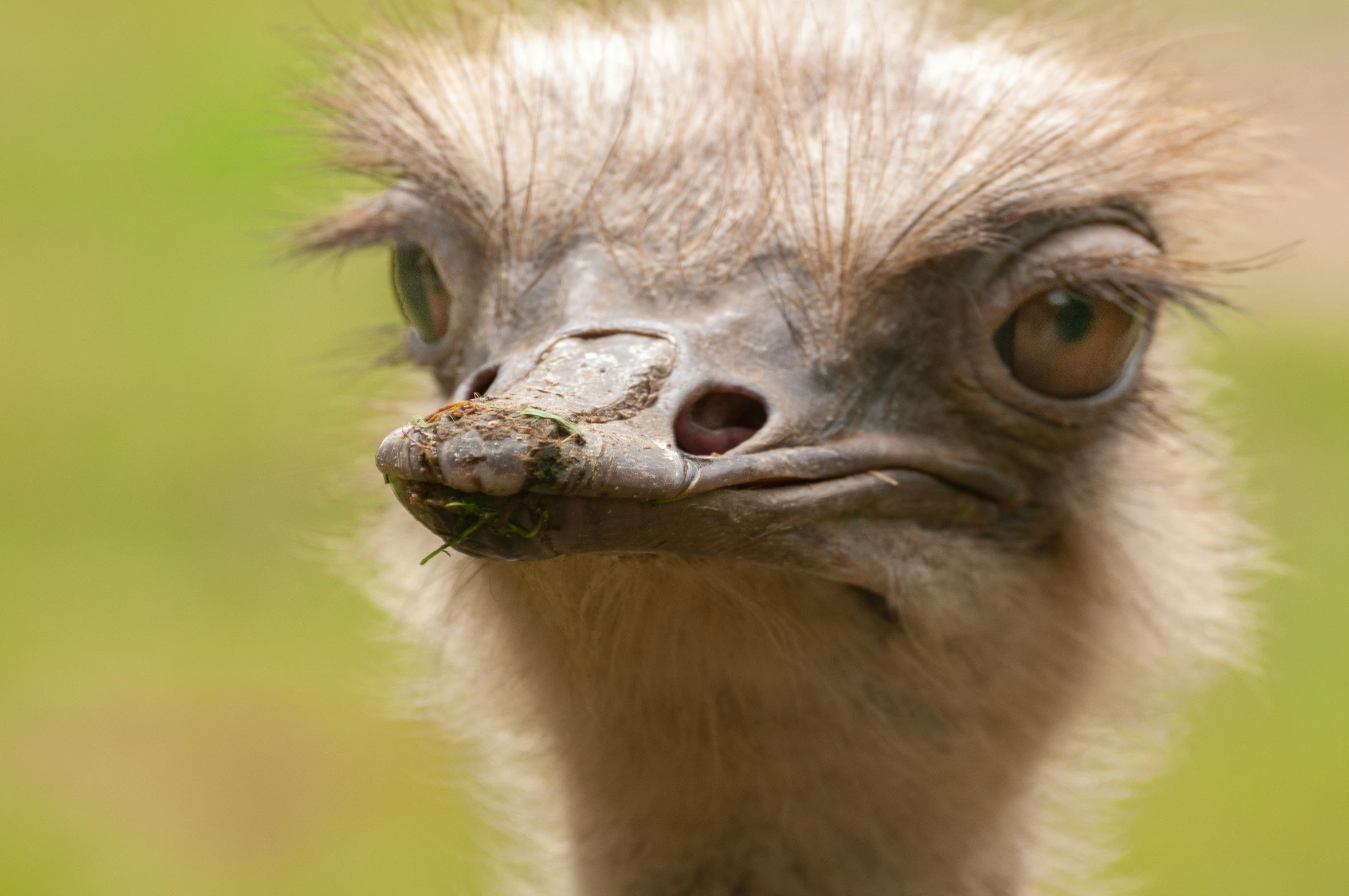 a close up of an ostrich looking at the camera