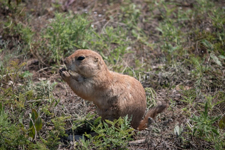 a small brown rodent standing in a field