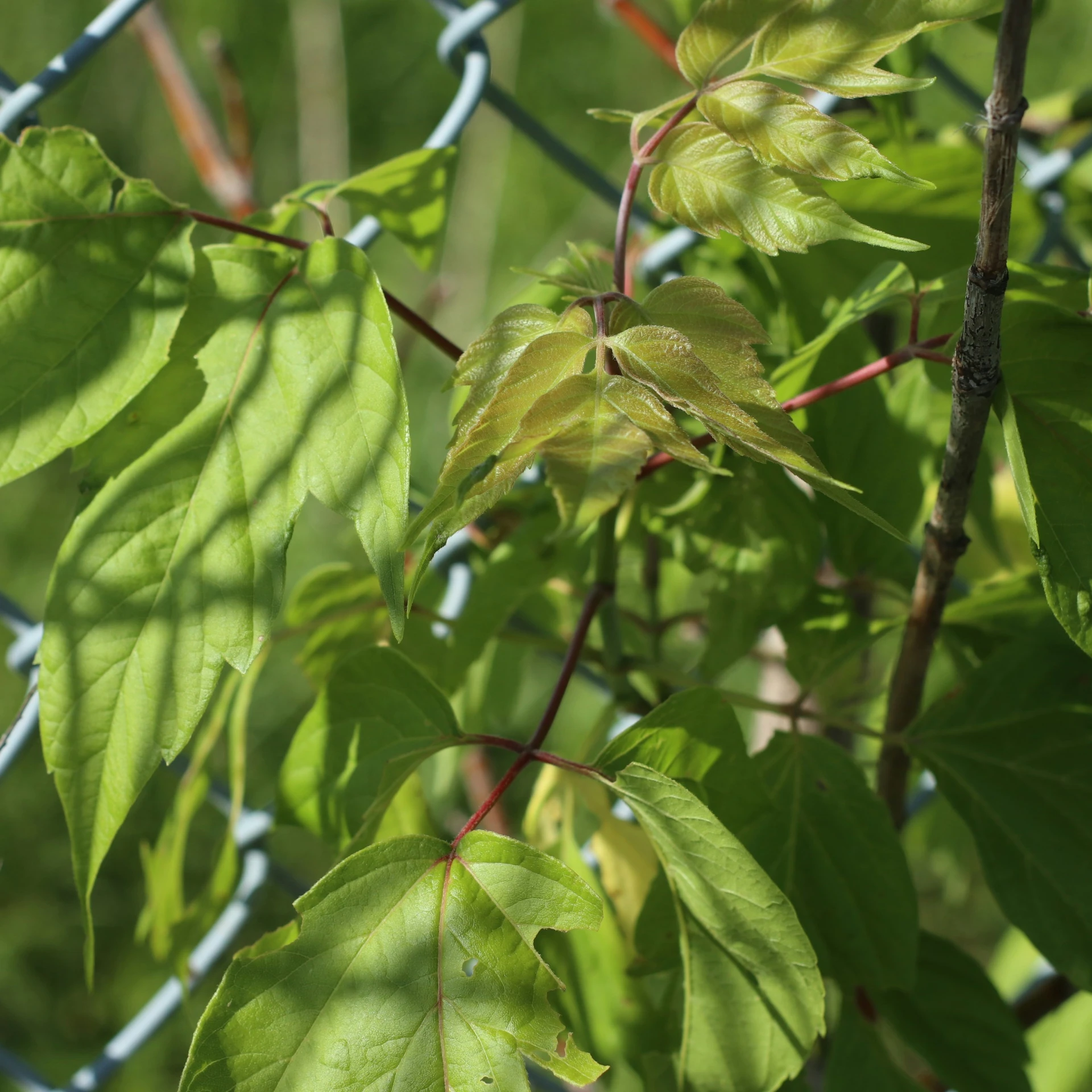 some very green leaves near some metal wire fence