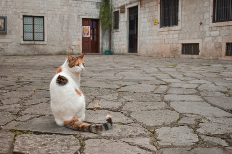 a white, orange and black cat sits on an old stone walkway in front of an old building