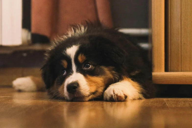 a puppy laying on the floor in front of the cabinet