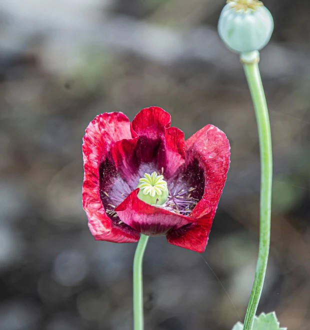 there is a flower that has been blooming very close together