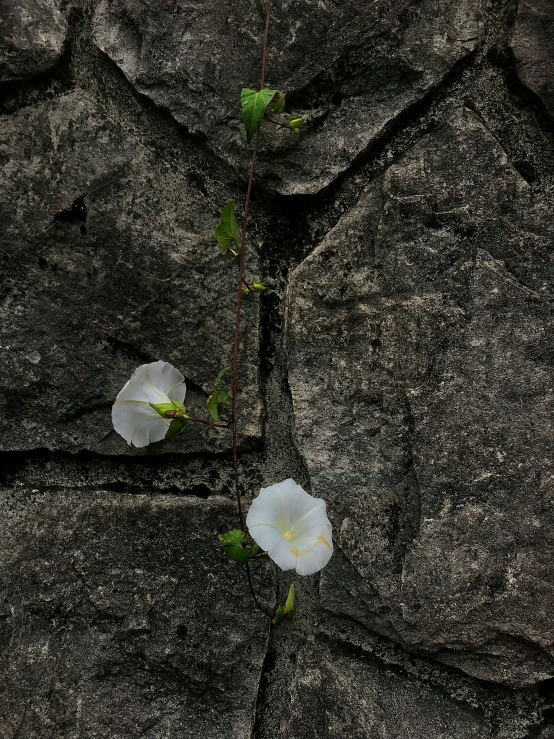 two white flowers are growing in a  in the pavement