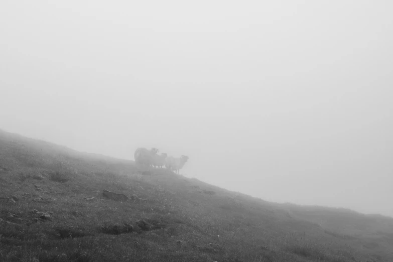 three cows are sitting on the side of a mountain