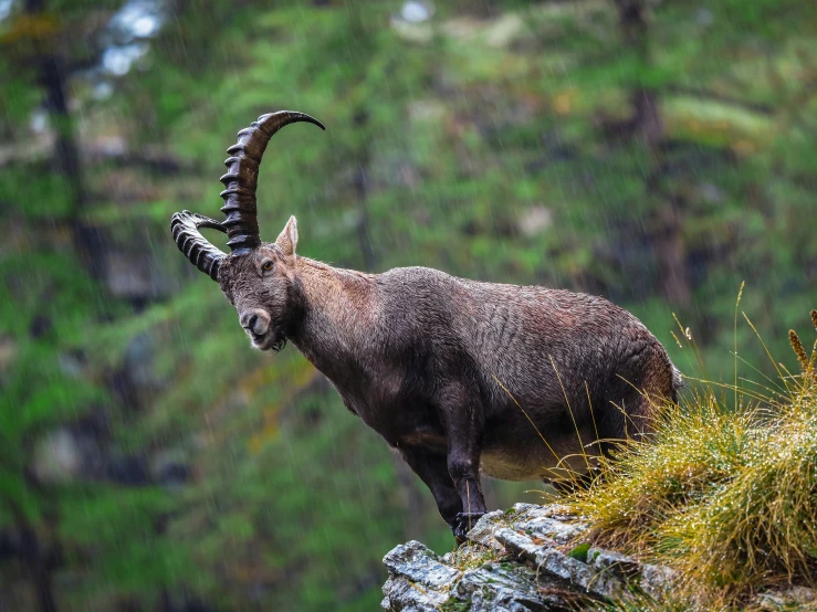 a ram is standing on top of a mountain