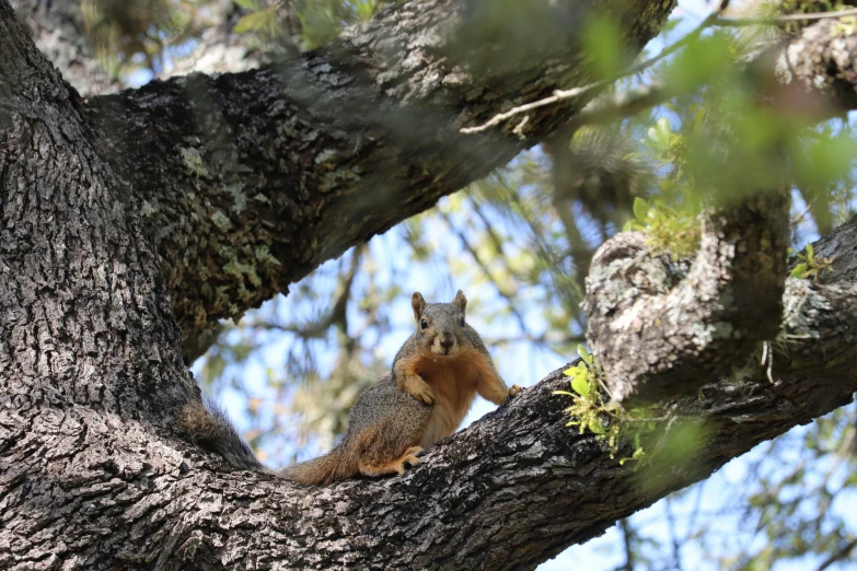 a squirrel is sitting in a tree looking back