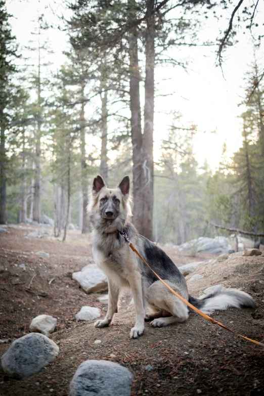 a dog standing on rocks next to some trees