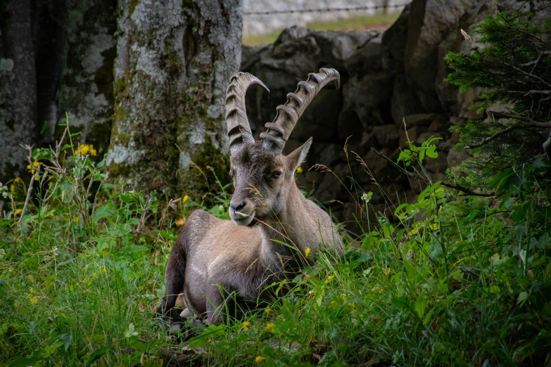 an animal sitting in some green grass by a tree