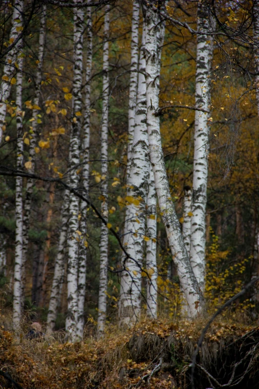 the white bark of some tall trees in front of the camera