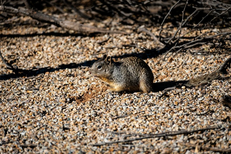 small animal sitting in the grass and sand by itself